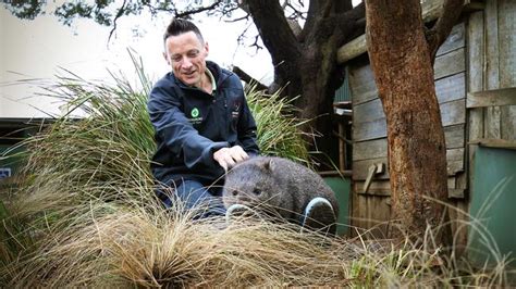 ‘flinders Island Never Been Wombat Cuddling Very Keen The Mercury
