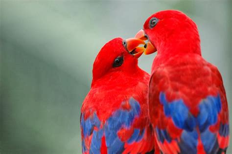 Best & Colourful Birds Wallpapers ~ Free HD Desktop Wallpapers Download