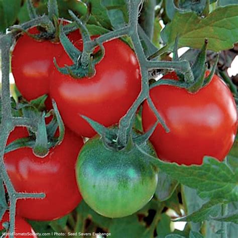 Red Rock Tomato A Comprehensive Guide World Tomato Society