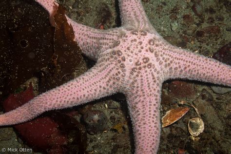Micks Marine Biology Sea Stars Of Vancouver Island Part 3