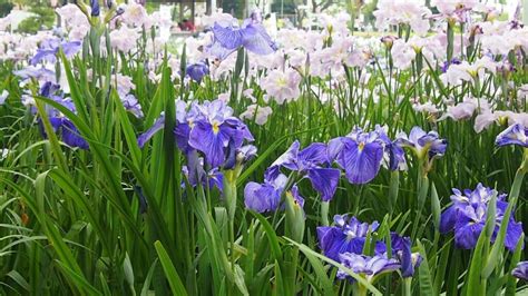 Lazy Gardeners Guide To Growing Japanese Irises Planting 101