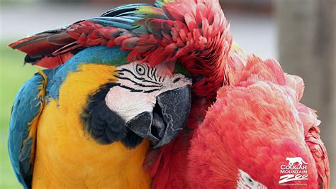 Wallpapersafari is your best friend in finding wallpaper images. Best Friends Macaws Wallpapers | HD Wallpapers | ID #12079