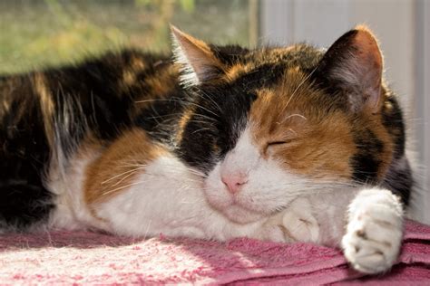 How Much Is A Male Calico Cat Worth Some Clues May Tell