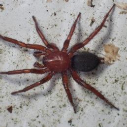 Though they are not likely to bite humans bites from brown recluse spiders are very rarely deadly but it is possible. Spiders in Alabama - Species & Pictures