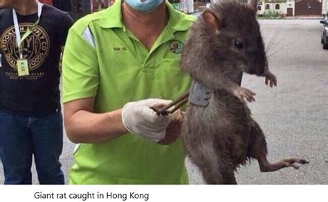 Here's how i caught the critter: Health Inspector's Notebook: Rats in the city