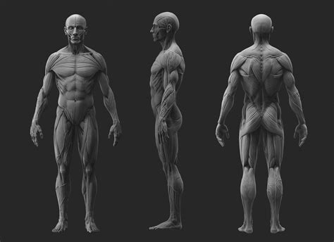 Anatomy Study Anatomy Study Anatomy Anatomy Reference