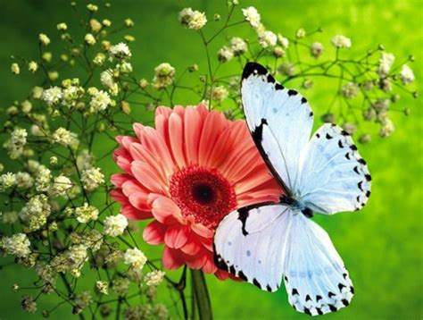 Schmetterlinge im garten schmetterlinge im garten sind ein besonderer genuss für die augen. Schmetterlinge im Garten anlocken - erfreuen Sie Ihre Augen