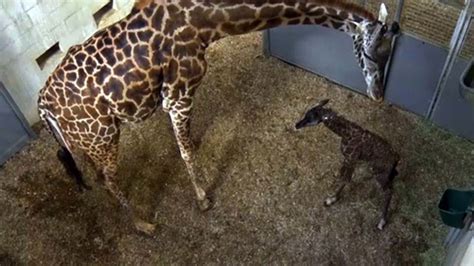 Greenville Zoos Giraffe Autumn Gives Birth Sunday Greenville Journal