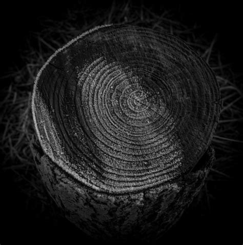 Photographic Series 17 Stumps 1 By Christopher John Ball