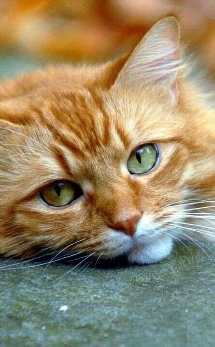 Super Cute Ginger Cat Chilling Gingercat Cutie Cutecat