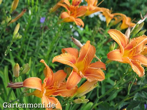 Wenn die lilie einen durch größere gehölze oder stauden windgeschützten standort hat übersteht sie den winter meist schadlos. Verschiedene Lilien im Garten - Gartenmoni - Altes Wissen ...