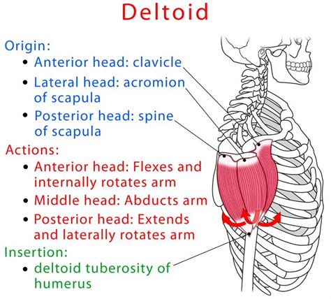 Deltoid Front Lateral Rear Anatomy Location Function Pain