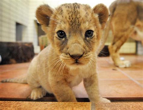 Find cute pictures of baby animals from our collection of free images on our library. Fantastic Baby Lion Pictures