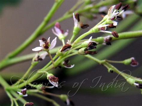 Fraxinus Floribunda Himalayan Ash