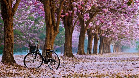 Spring Blossoms Landscape 4k Wallpaper Download