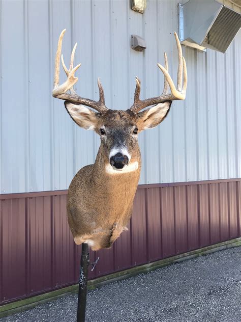 Whitetail Deer Taxidermy Stehlings Taxidermy