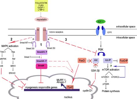How Myostatin Inhibits Mtor Signalling And Other Pathways Thus