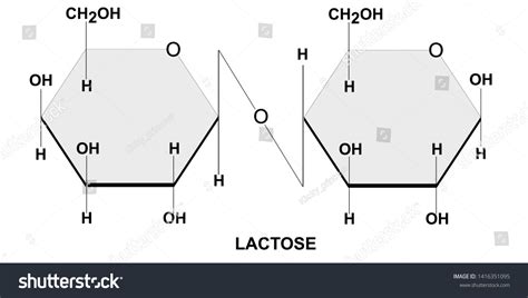 Structural Chemical Formula Model Lactose Stock Vector Royalty Free