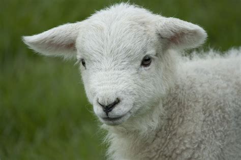 Little Lamb Lamb Cute Baby Sheep