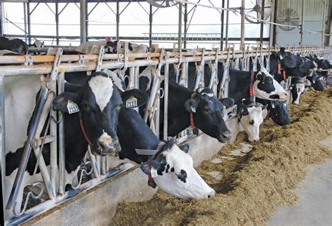 Dairy products companies by country. Another blow for Canada's dairy industry - Alberta Farmer ...