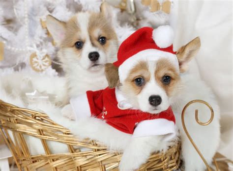 Corgi Christmas Stock Photos Pictures And Royalty Free Images Istock