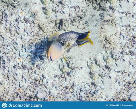 Yellowmargin Triggerfish At The Gray Seabed With Many Shells Stock