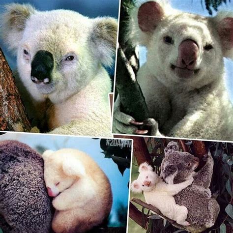 Albino Koala Bears Koala Bear Koala Bear