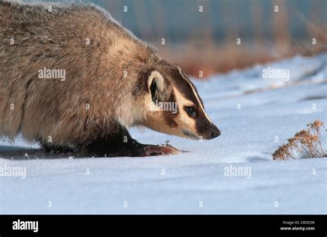 North American Badger Taxidea Taxus Portrait In Snow Stock Photo Alamy