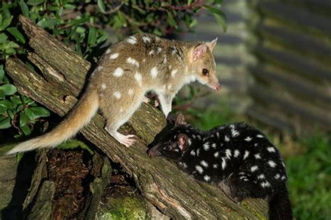 15 Cool Quoll Facts Fact Animal