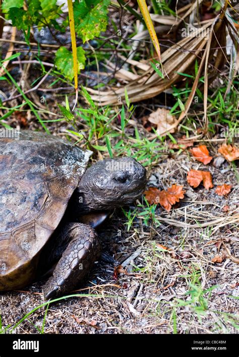 Gopher Tortoise Gopherus Polyphemus Florida Honeymoon Island State