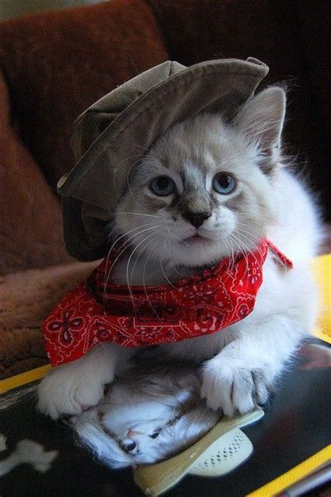 15 Cat Cowboy Hat Pictures That Will Melt Your Heart
