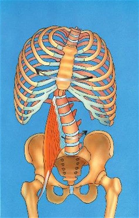 Hip pain can have serious causes, like fracture, and ones that are less so, like bursitis. 22 Best images about Psoas on Pinterest | Sternocleidomastoid muscle, Lower backs and Hip pain