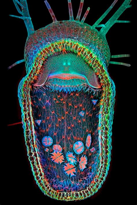 The 2013 Winners Of Olympus Bioscapes Microscopic Photography Contest