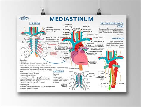 Mediastinum Anatomy Poster Etsy España
