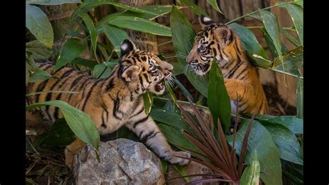 Tiger Cub Twosome Debut At Tiger Trail Youtube
