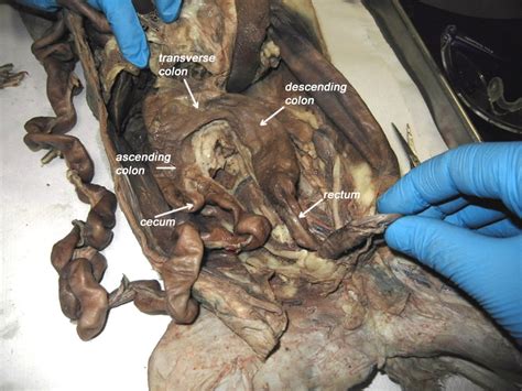 We all know that the digestive tract starts with the mouth and ends at the anus. Cat Dissection