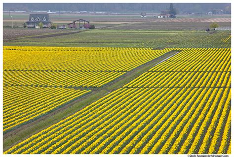 Daffodil Farm Skagit Valley Washington State Spring 2017 David