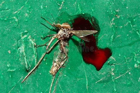 Squashed Mosquit Stock Photo Image Of Spread Crushed 158747992