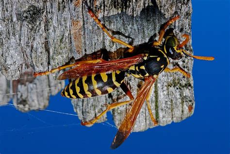 Wasp Extermination Get The Best Assistance From The Experts Pest Aid