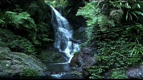 From wikimedia commons, the free media repository. Rainforest: Beneath the Canopy Part 03 - YouTube