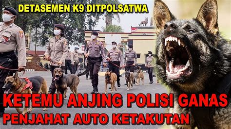 Penjahat Auto Ketakutan Ketemu Anjing Polisi K9 Youtube