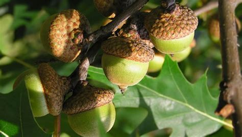 Red oak acorns need about 1000 hours of cold or about 42 days. How to Grow Oak Trees From Seed | Garden Guides