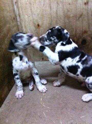 Find blue, harlequin, and black great danes today. Harlequin Great Dane puppies for sale for Sale in ...