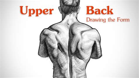 How To Draw Upper Back Muscles Form Youtube