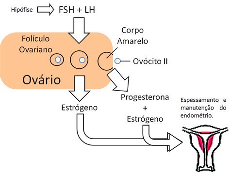 Qual O Nome Do Hormonio Feminino