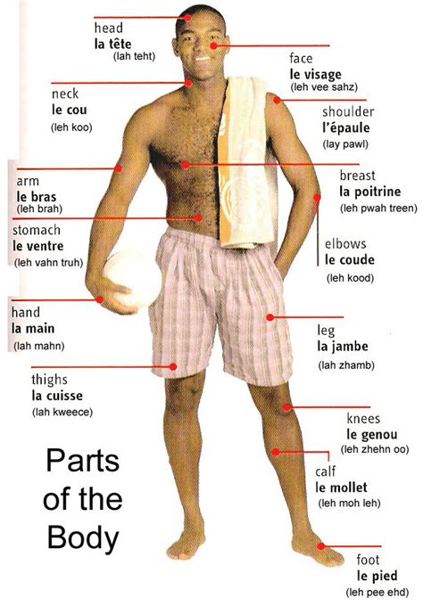 Lets Learn French Together Parts Of The Body