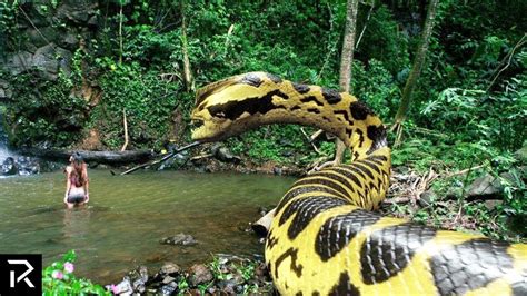 Biggest Snake Ever Could Be Hiding In The Amazon Youtube Giant