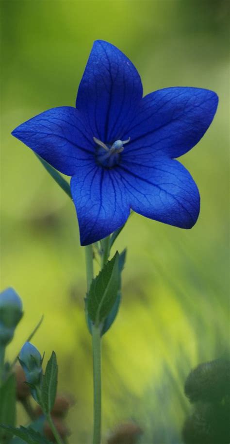 Types Of Dark Blue Flowers Ideas Mdqahtani