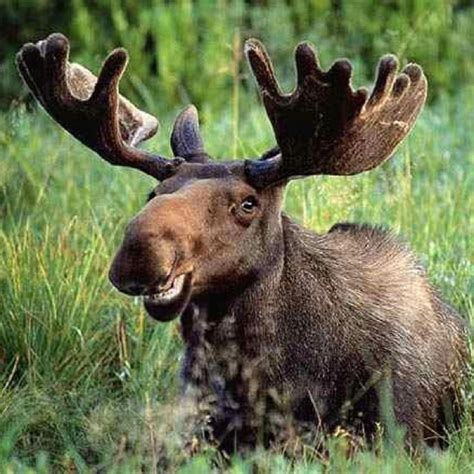 This Moose Looks Like Hes Smiling Funny Moose Funny Funny