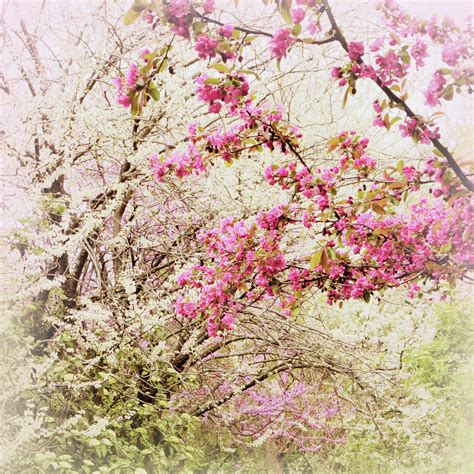 The Fleeting Nature Of Blossoms Photograph By Jessica Jenney Fine Art